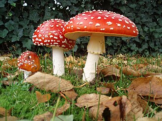 Red-capped fly agaric fruiting bodies in their habitat